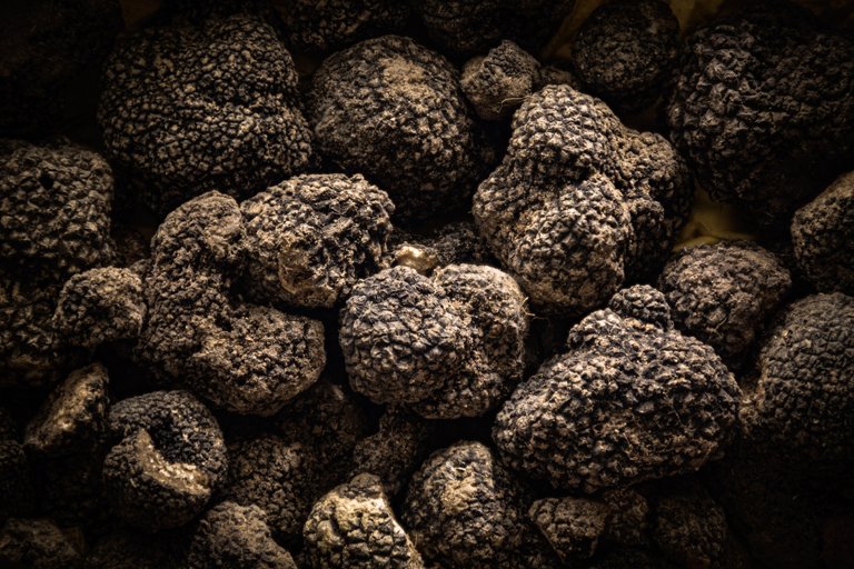 Tartufo nero d’estate: una stagione da record in Umbria